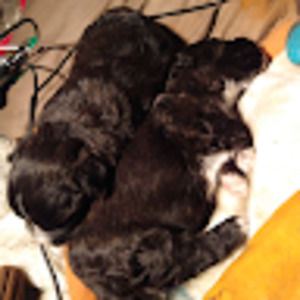 Meet your Posher, Robert